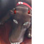 Dogmainian Devil