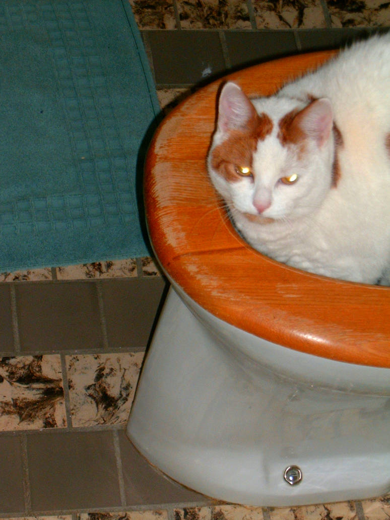 Cats dont use the toilet? by Blackstaraj on DeviantArt