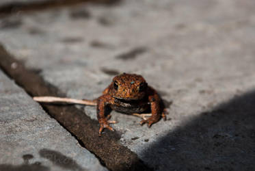 Toad