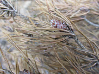 Dried Pine Branch