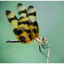 Tiger Dragonfly