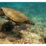 Honu 1...