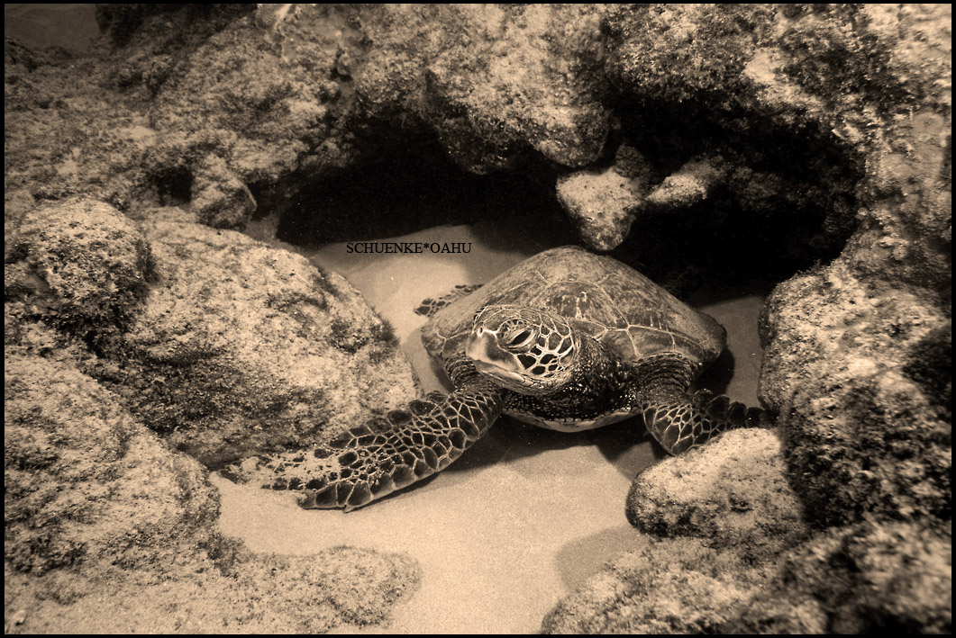 Chelonia mydas...