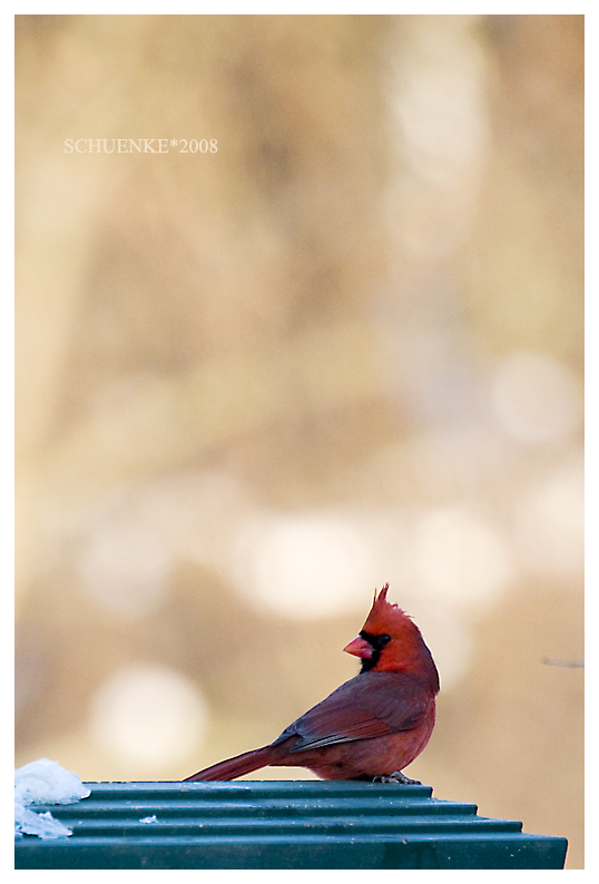 Winter Cardinal...