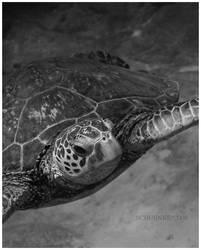 BW Honu