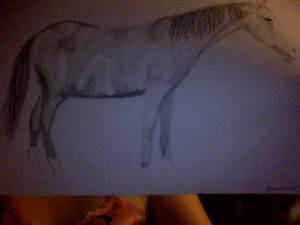 horse my favirote xx