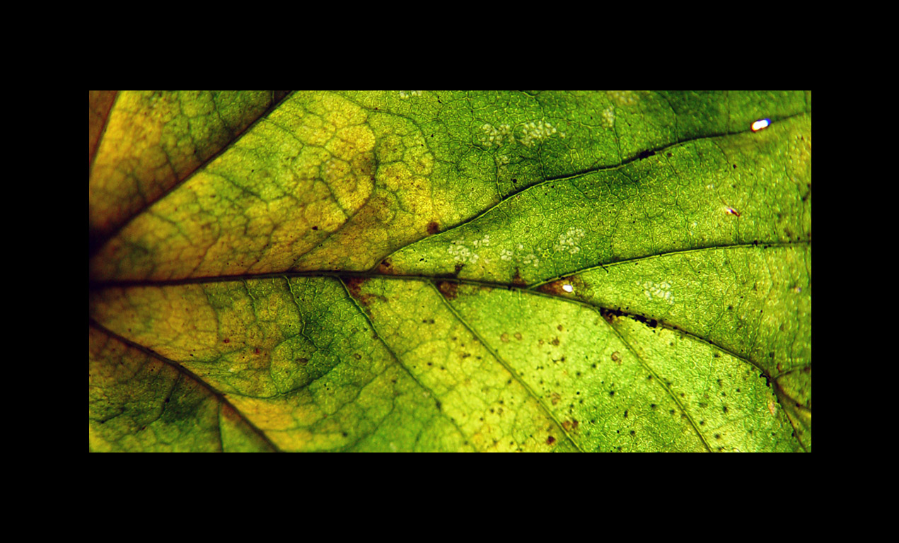 Aerial Leaf