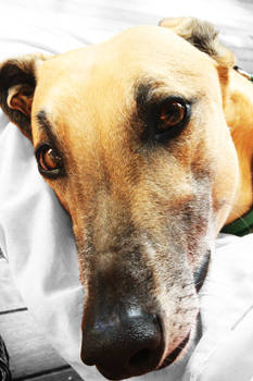 portrait of a greyhound