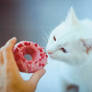 Yuki love donuts!