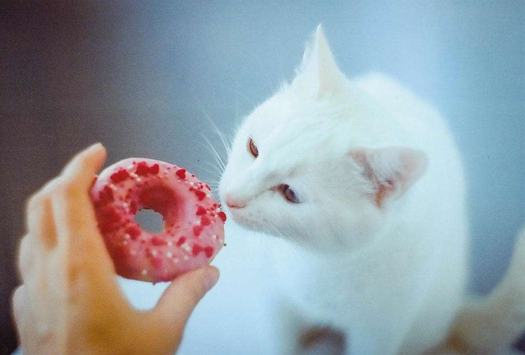 Yuki love donuts!