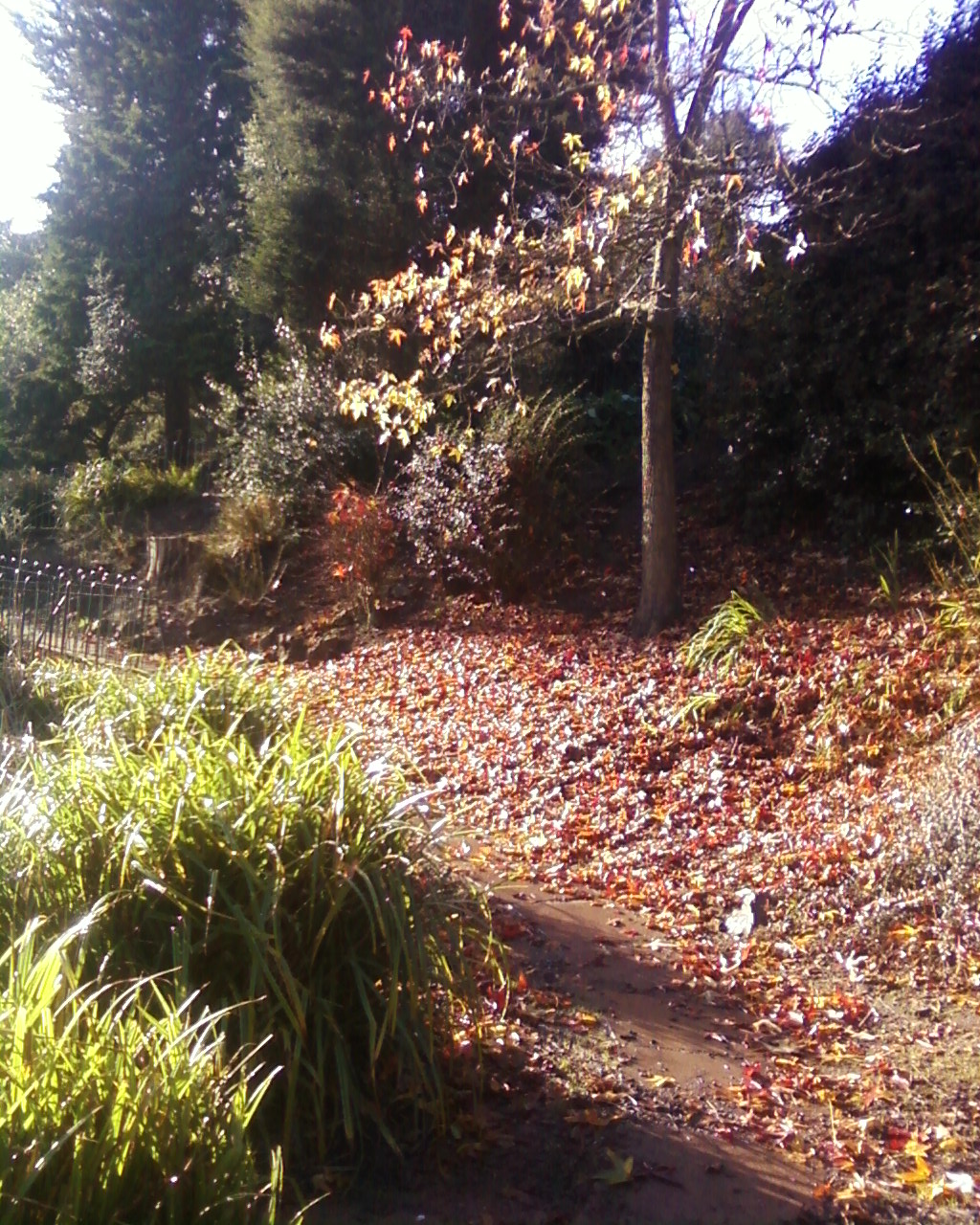 Autumn path