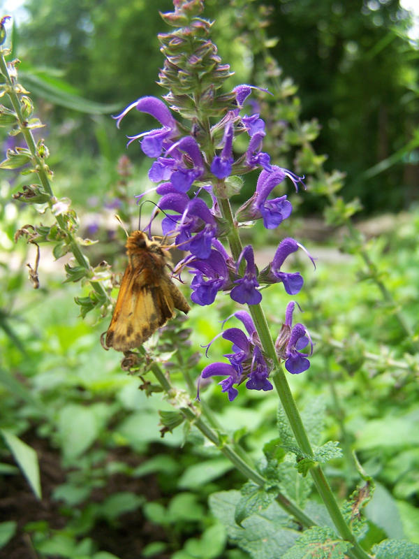 Painted Lady