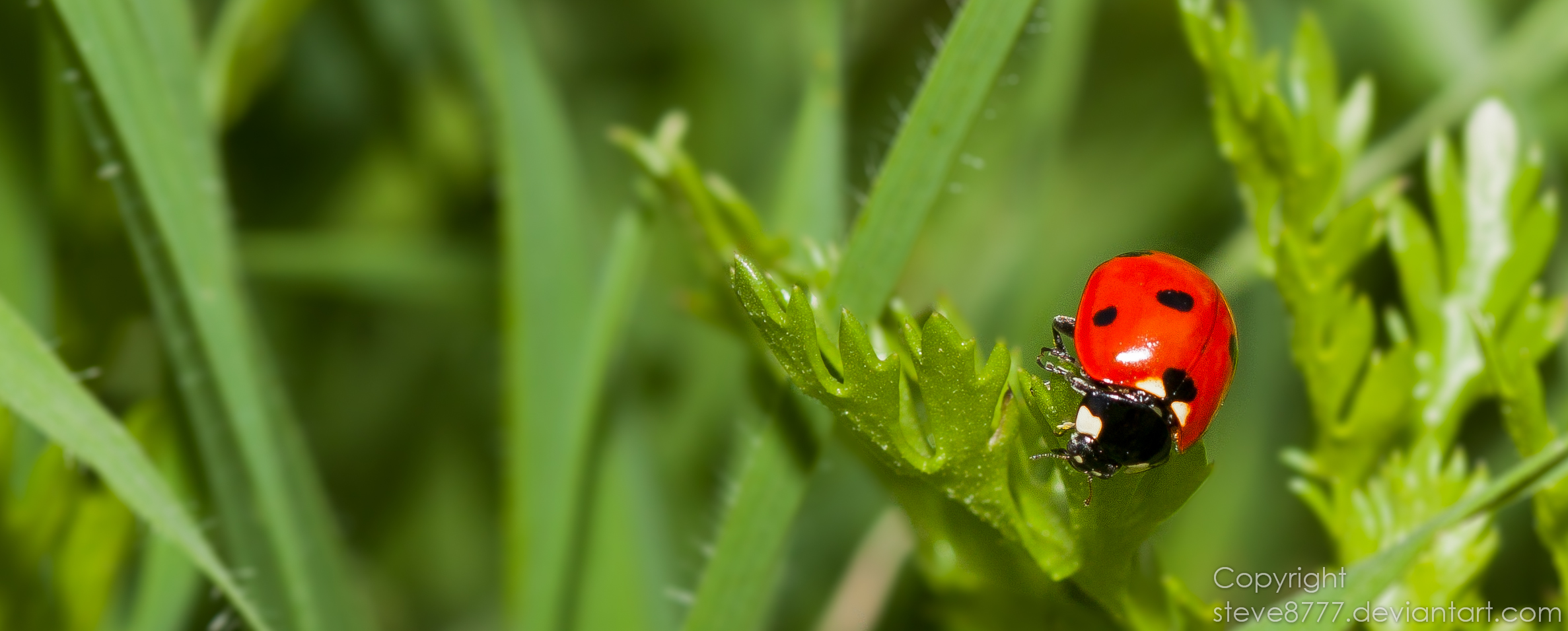 Ladybug