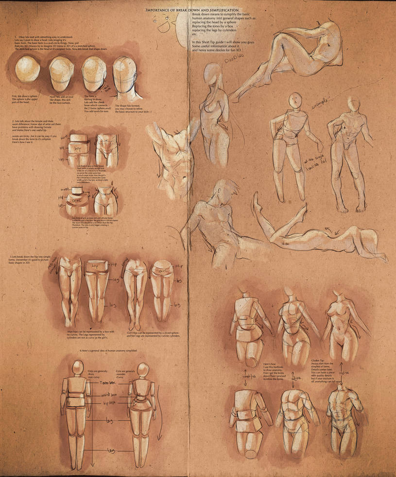 Simplify Human Anatomy guide by sakimichan