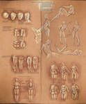 Simplify Human Anatomy guide by sakimichan