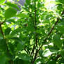 Green Plants near Paris