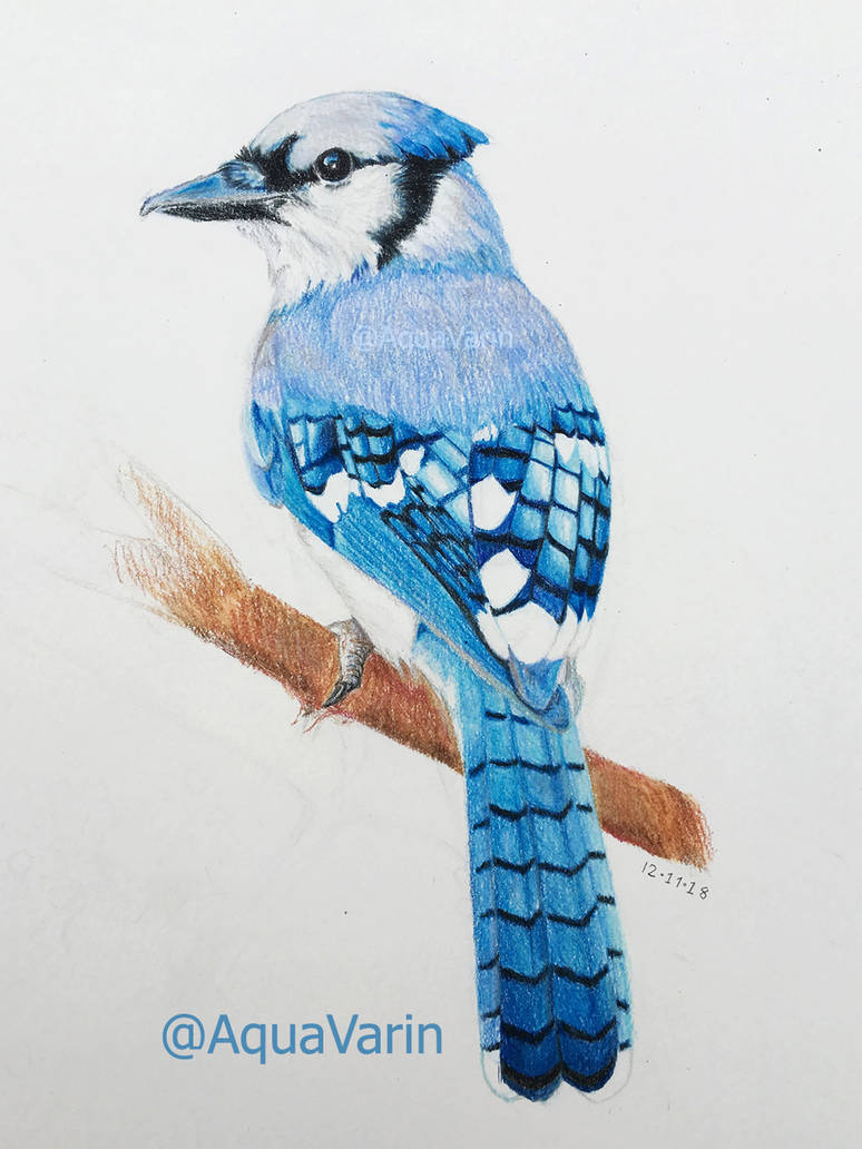 Blue Jay By Aquavarin On Deviantart Blue Jay By Aquavarin On Deviantart