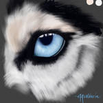 Husky eye study: Digital painting 18/??? by AquaVarin