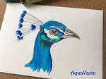Inktober 2022 : Indian Peafowl by AquaVarin