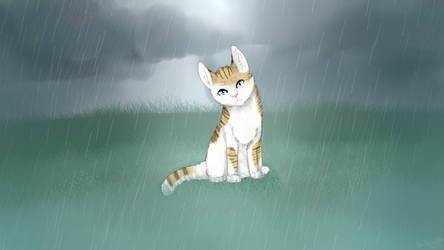 Rainy day with a pretty cat