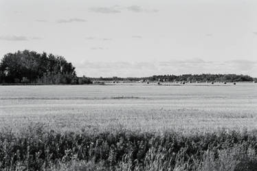 prairie love