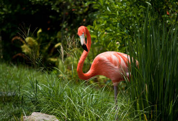 Captive Flamingo