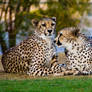 cheetah two