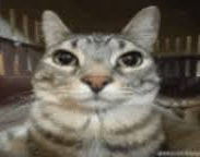 cat.