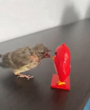 da bird yelling at red from angry bird by TheAndikaOfficial on DeviantArt