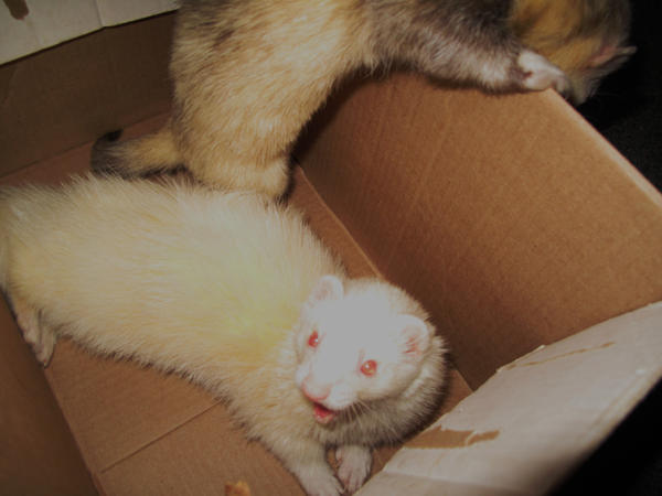 Ferrets