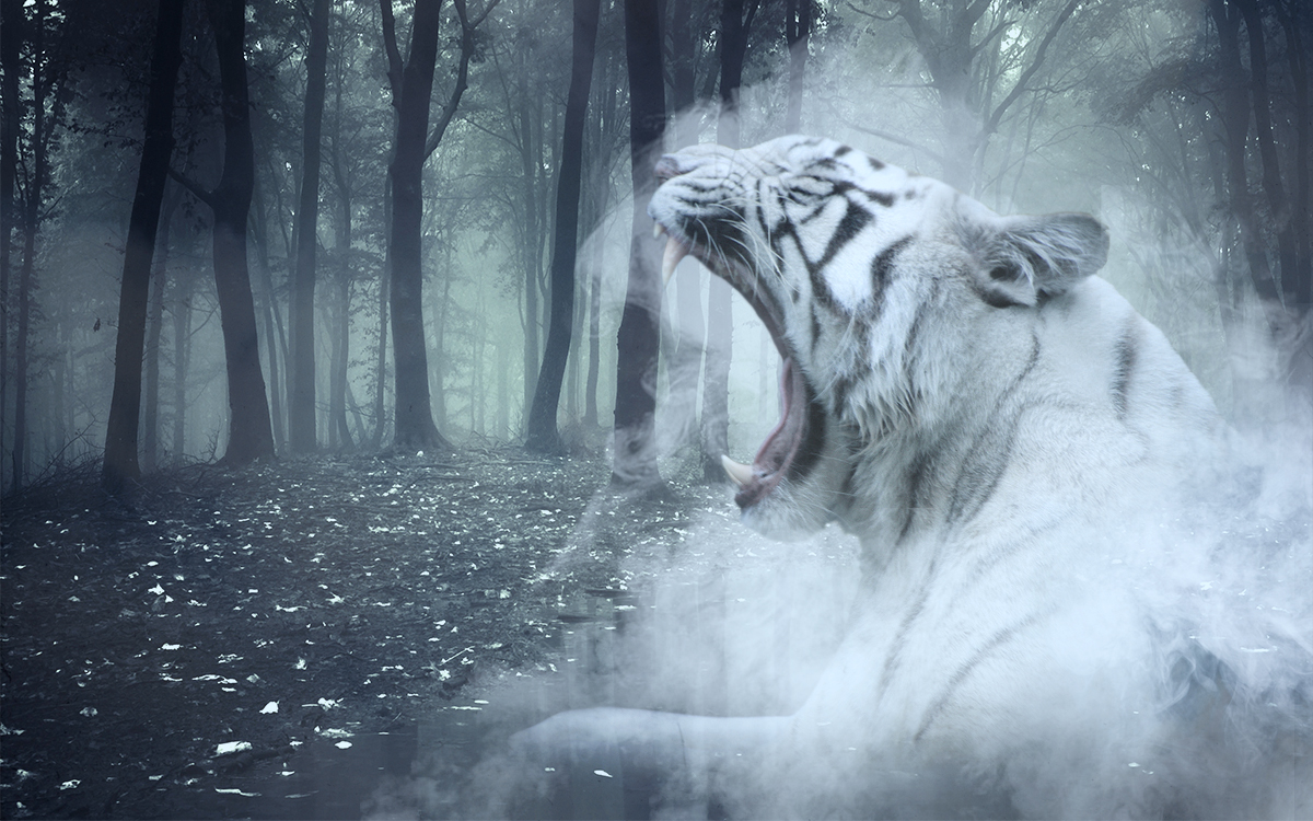 Misty Tiger by Liv02 on DeviantArt