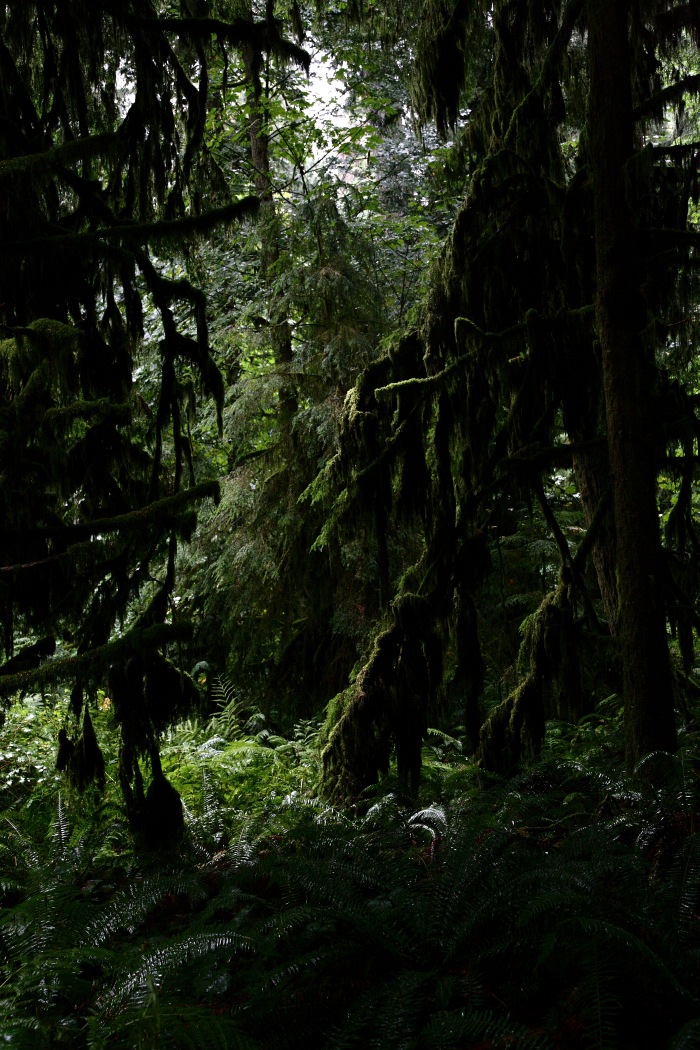 Canada - Cathedral Grove