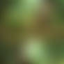 Wild Elves - Florana the Herbalist
