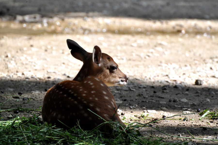 Fawn