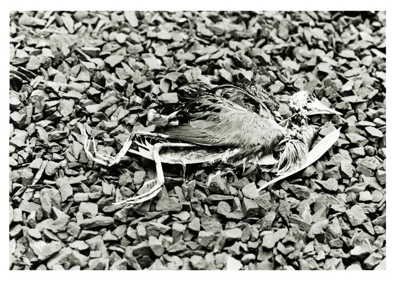 Decaying Bird by joyouart on DeviantArt