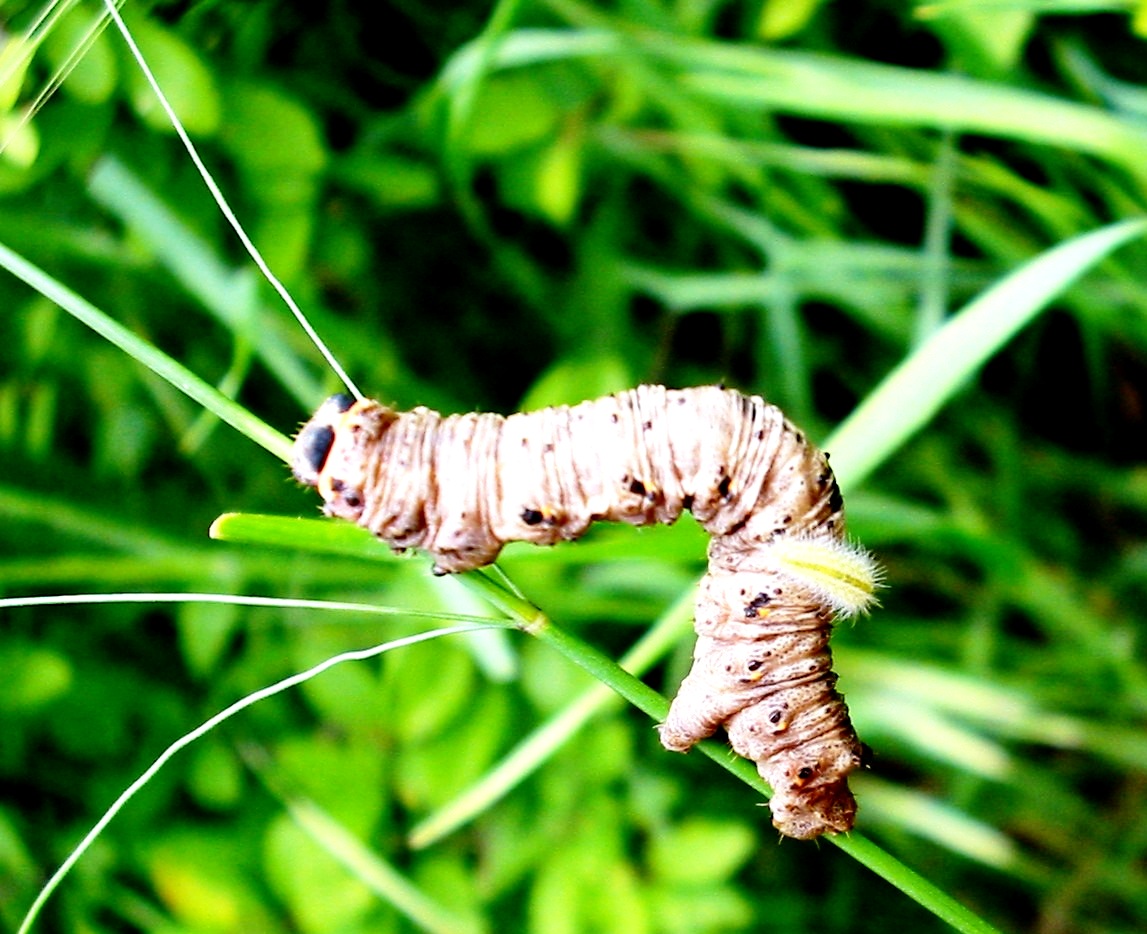 ..caterpillar