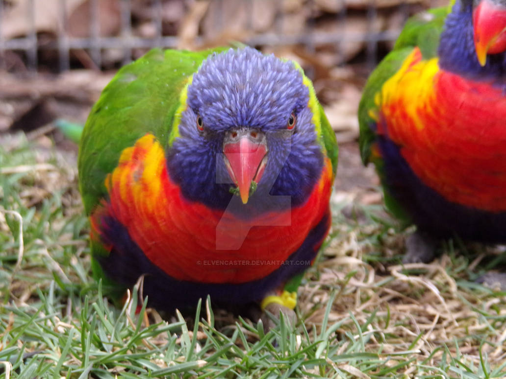 Lorikeets 6