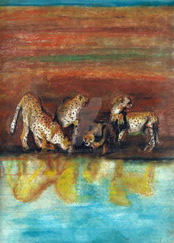 Cheetahs at Watering Hole