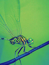 Dragonfly