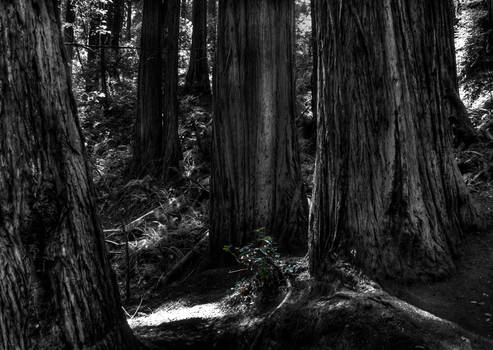 Muir Woods