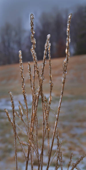 Icy Coating