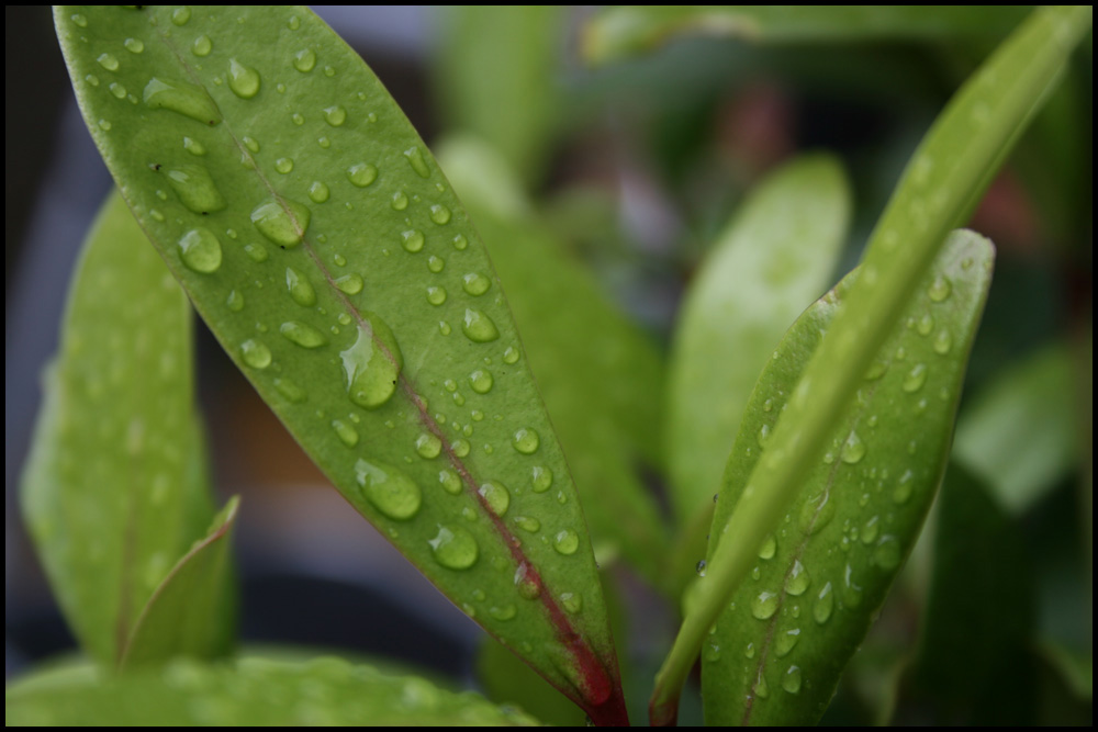 Green Leaf