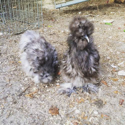 Silkies! 