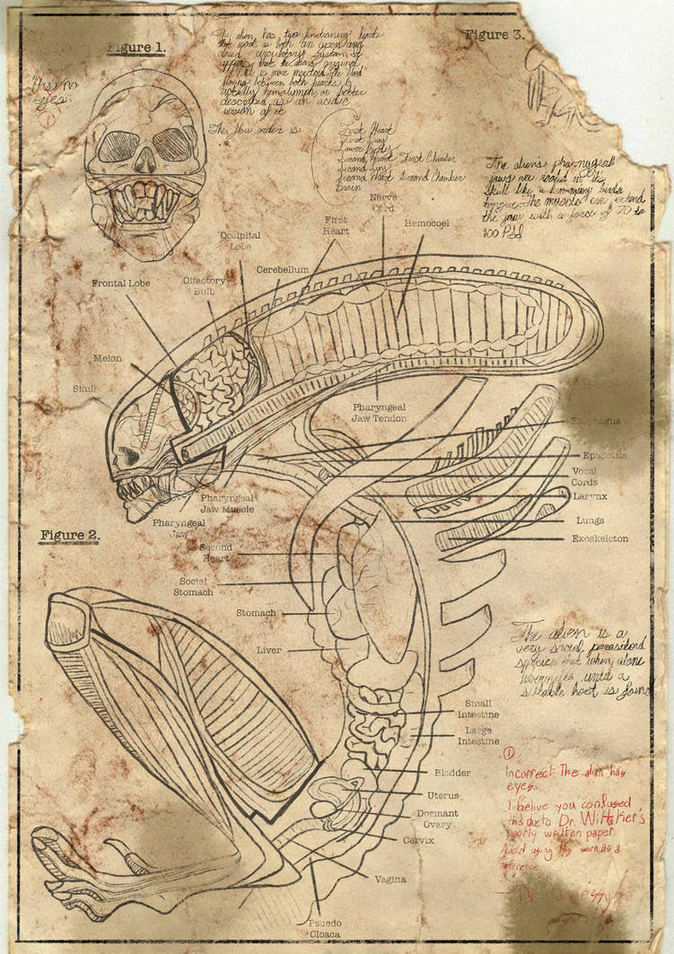 Xenomorph Anatomy By OnlyFansart On DeviantArt xenomorph-anatomy-by-onlyfansart-on-deviantart