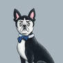 Second Dogtor