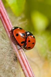 Ladybugs