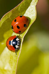 Ladybugs 1