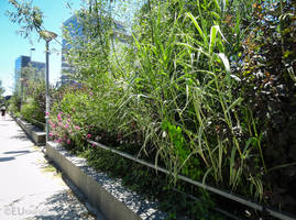 Plants and grasses of Allee Arthur Rimbaud