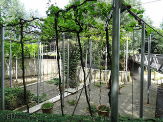 Vines of Jardin de la Treille