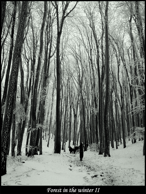 Forest in the winter 2